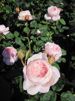 Englische Rose Queen of Sweden